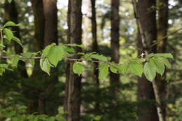 Image of sour cherry