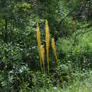 Слика од Eremurus fuscus (O. Fedtsch.) Vved.