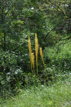 Image of Eremurus fuscus (O. Fedtsch.) Vved.