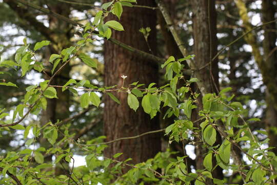 Imagem de Prunus cerasus L.