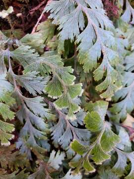 Image of Hymenophyllum pallidum (Bl.) Ebihara & K. Iwats.