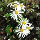 Imagem de Olearia tomentosa (Wendl.) DC.