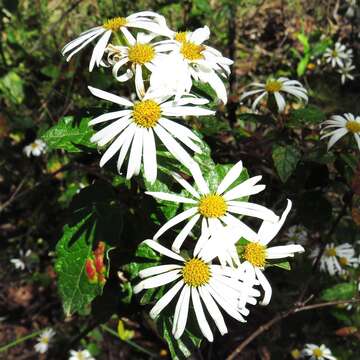 Plancia ëd Olearia tomentosa (Wendl.) DC.