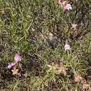 Imagem de Eremophila metallicorum S. Moore