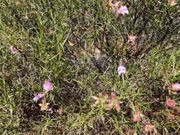 Imagem de Eremophila metallicorum S. Moore