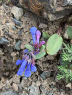 Mertensia longiflora Greene resmi