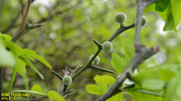 Image of hardy orange