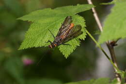 Image of Giant Salmonfly