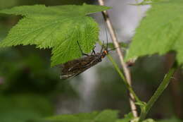 Image of Giant Salmonfly