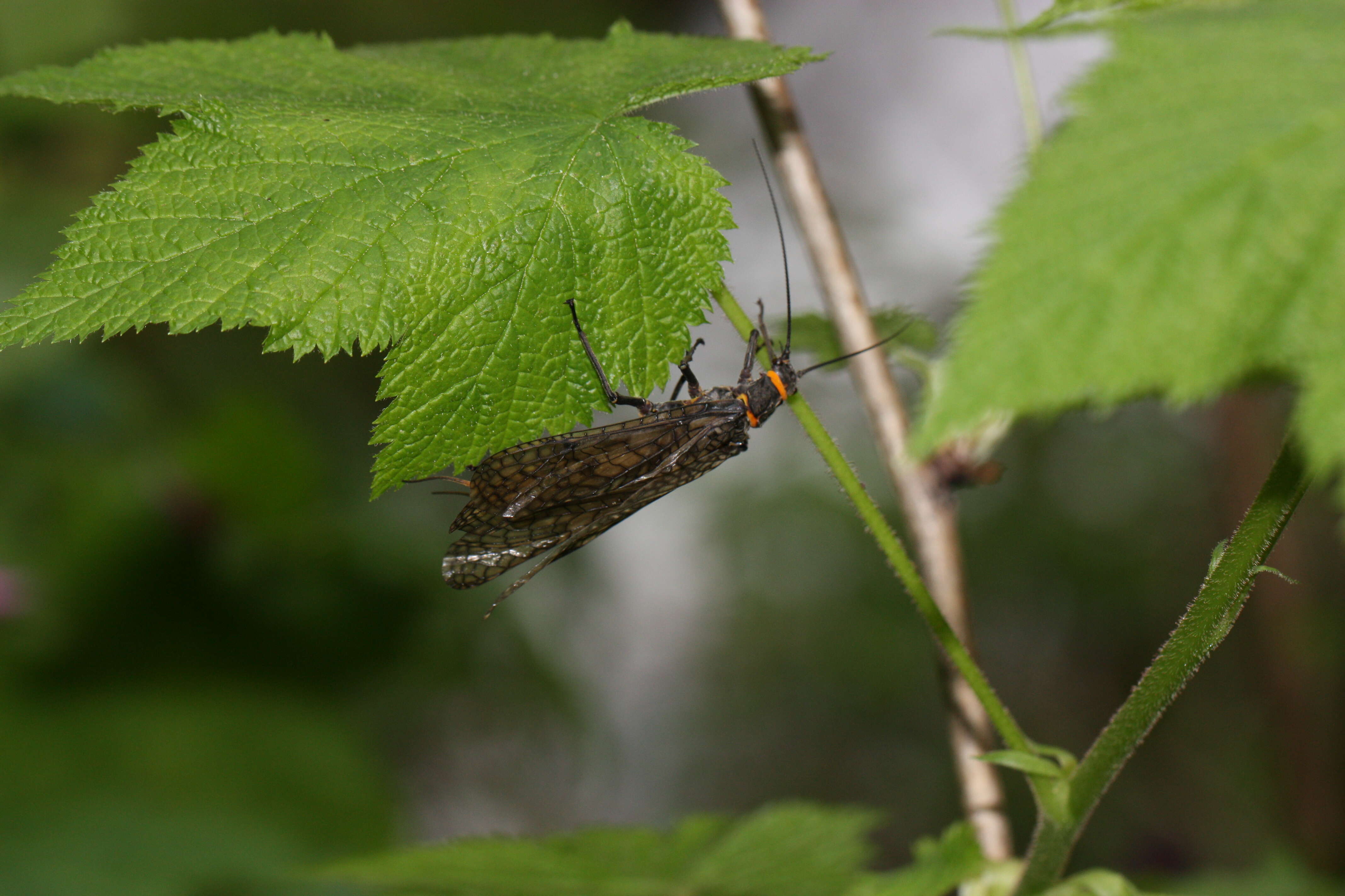 Image of Giant Salmonfly