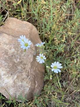 Image of field chickweed