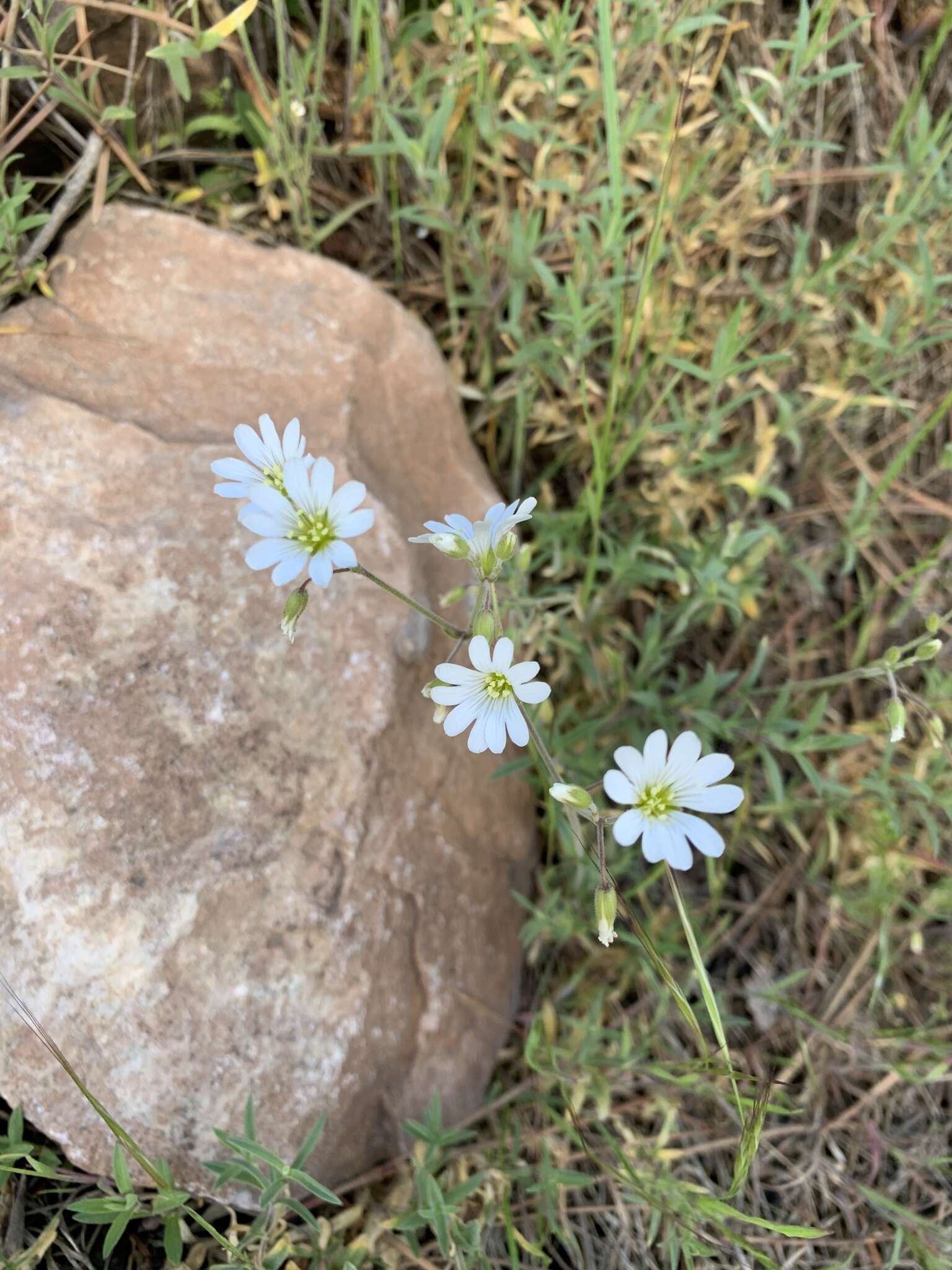 Imagem de Cerastium arvense subsp. strictum (L.) Gaudin