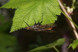 Image of Giant Salmonfly