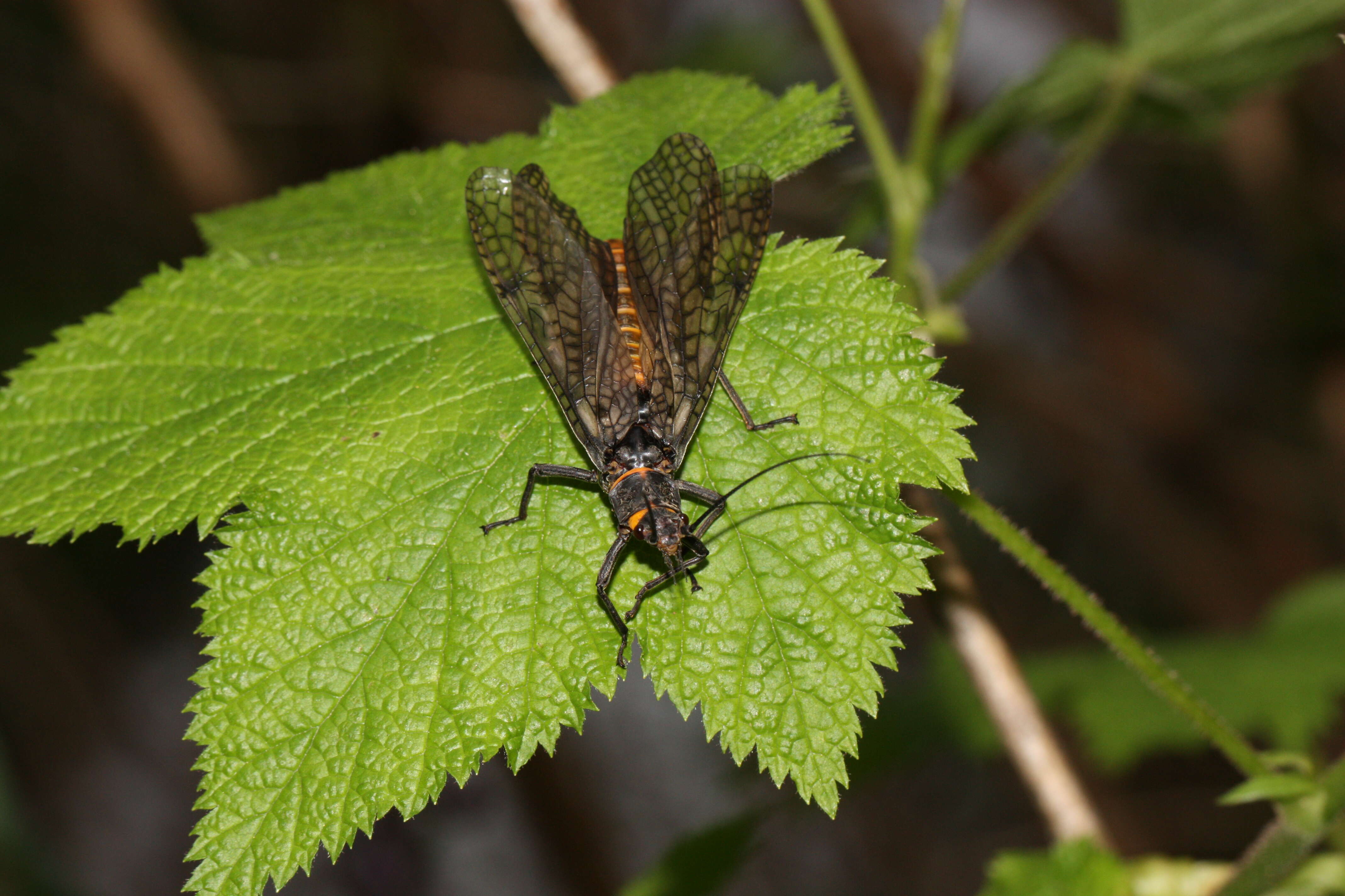 Image of Giant Salmonfly