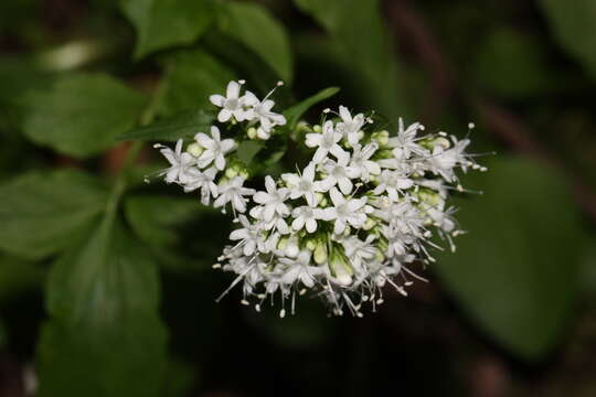 Image of Mountain Heliotrope