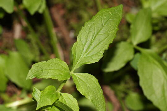 Imagem de Valeriana sitchensis Bong.