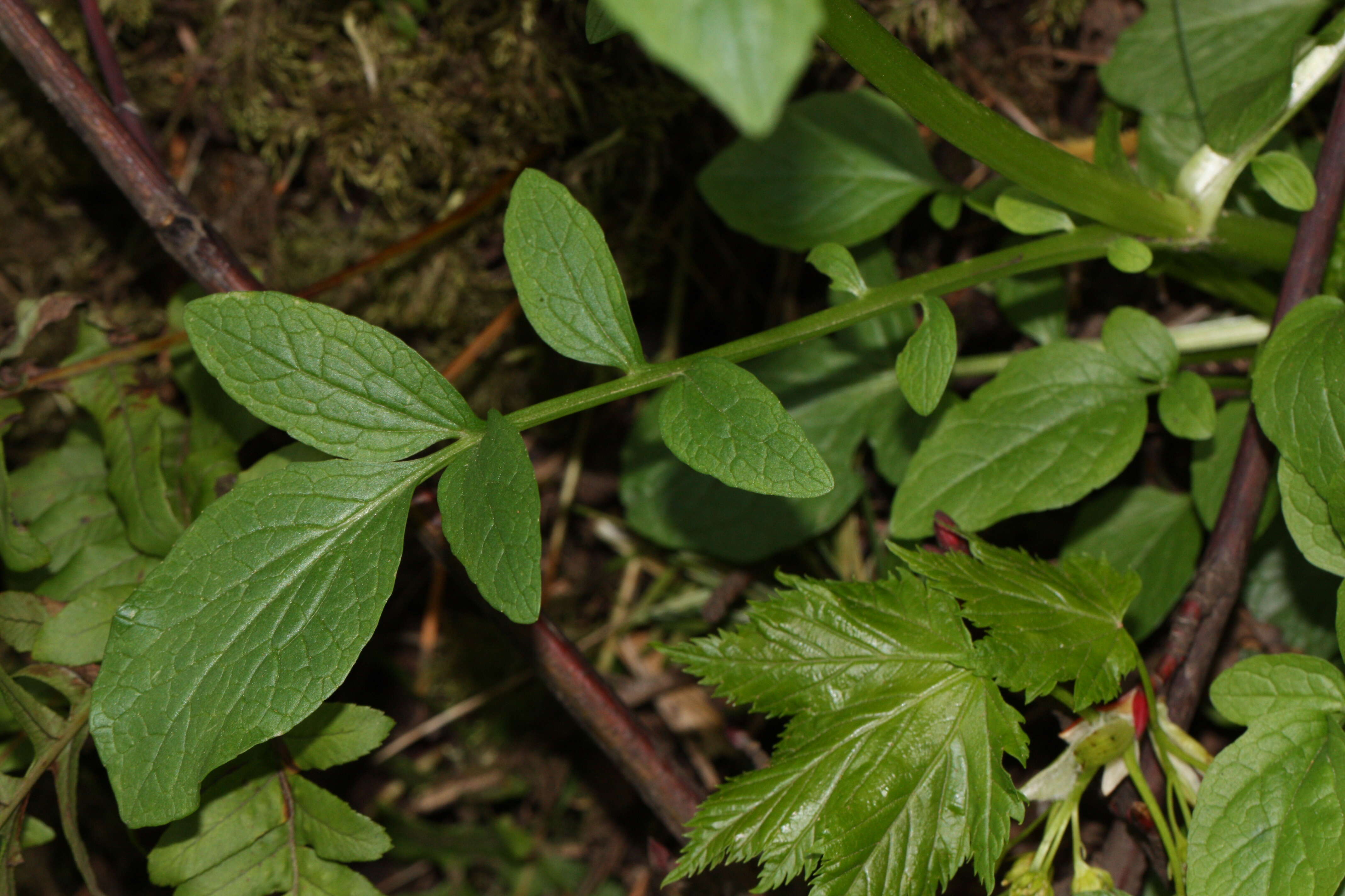 Image of Mountain Heliotrope