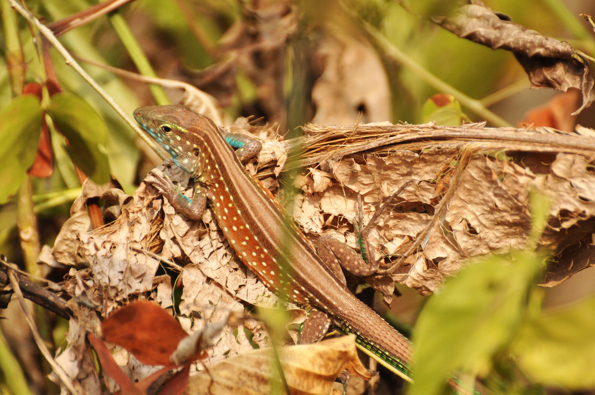 Imagem de Cnemidophorus gaigei Ruthven 1915