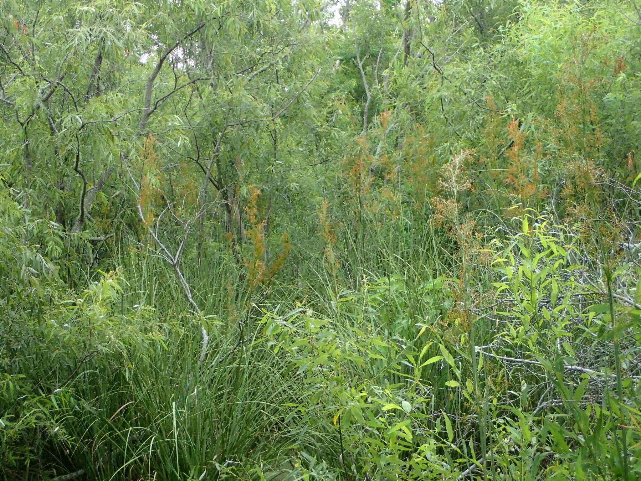 Image of Fen Sedge