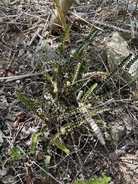 Image of rockslope cloak fern