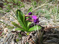 Primula parryi A. Gray resmi