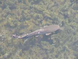 Image of African Catfish