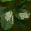 Image of Agromyza nana Meigen 1830