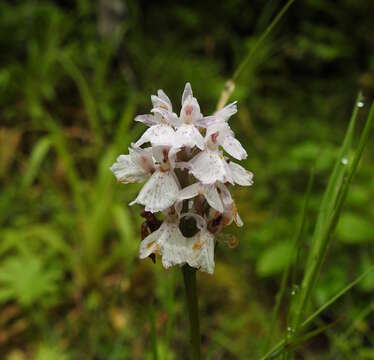 Image of Heath spotted orchid