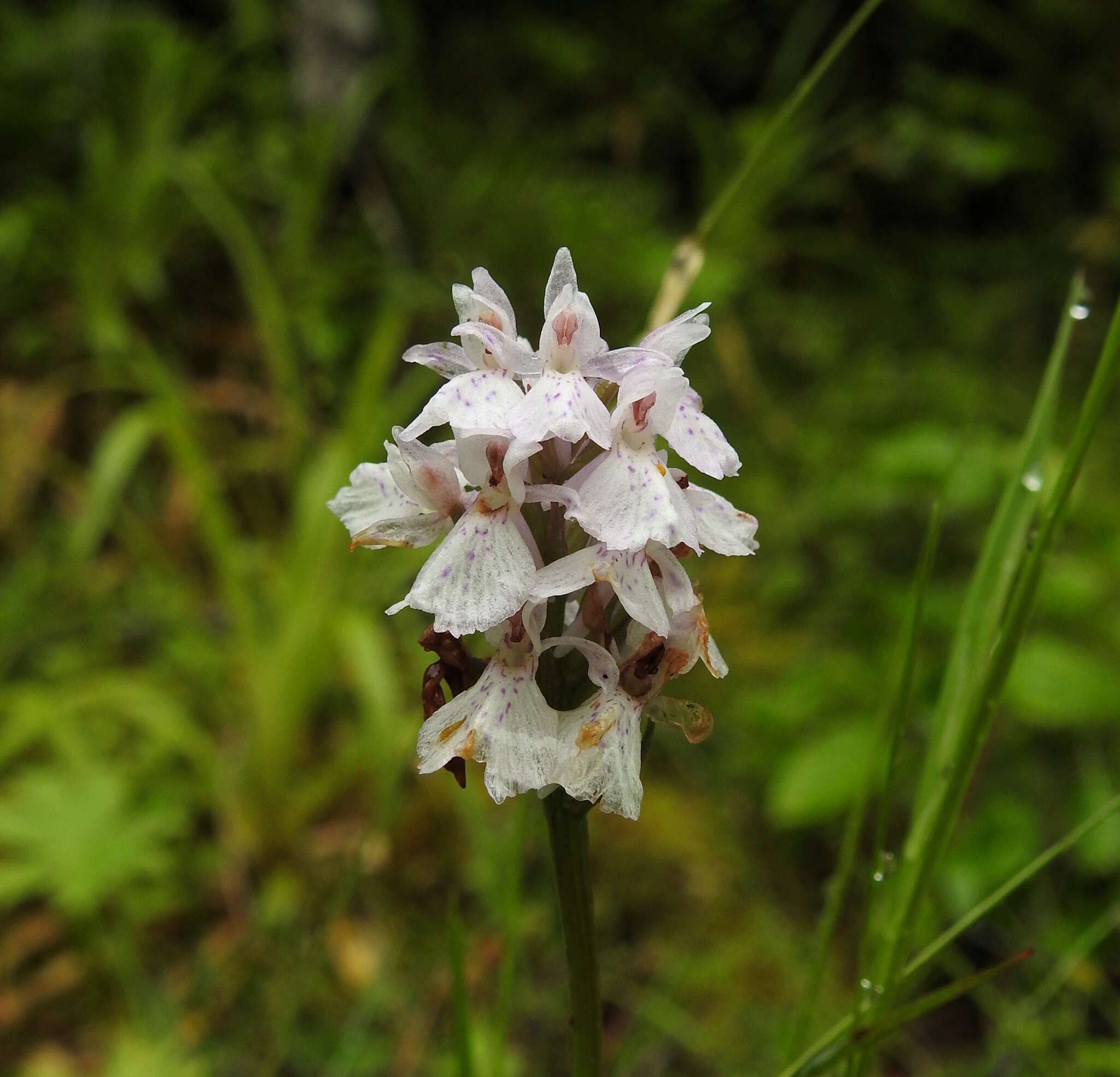 Image of Heath spotted orchid