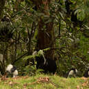 Colobus angolensis ruwenzorii Thomas 1901 resmi