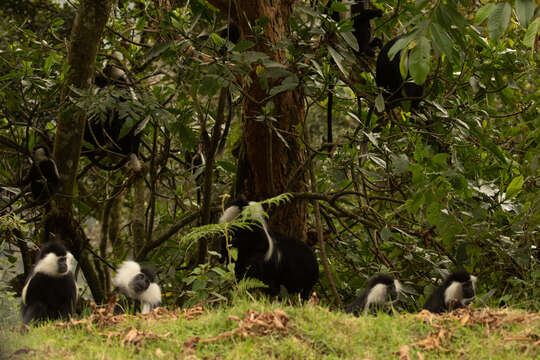 Colobus angolensis ruwenzorii Thomas 1901 resmi