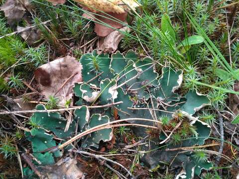 Plancia ëd Peltigera malacea (Ach.) Funck