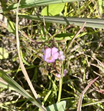 Image of Skinner's false foxglove