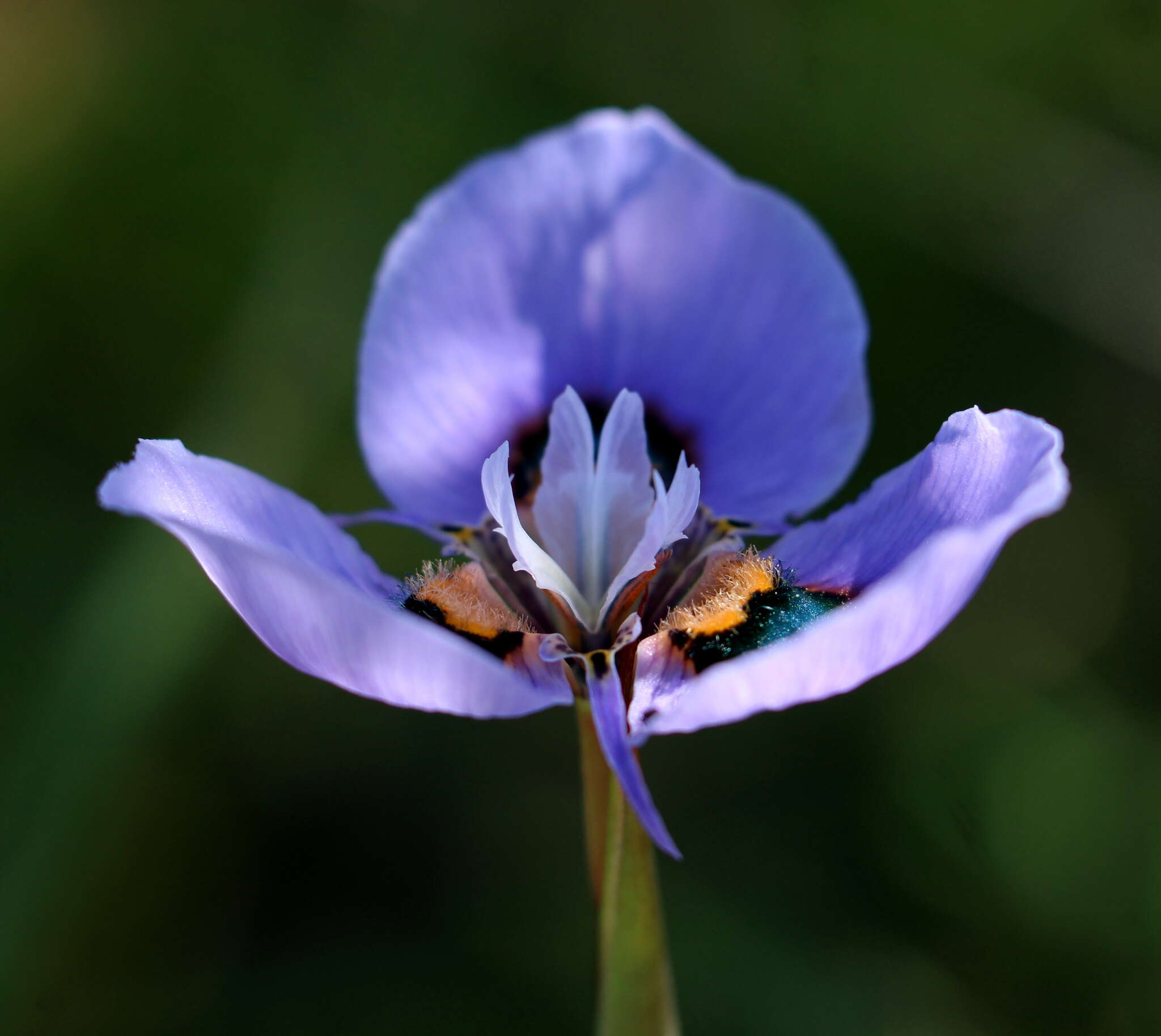 Image of Peacock moraea