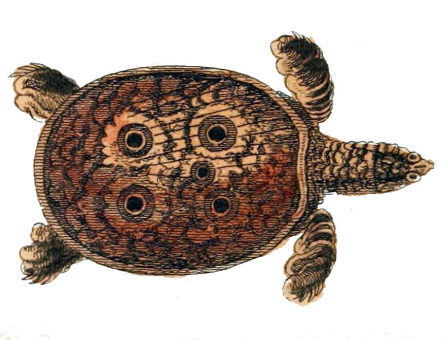 Image of Ganges soft-shelled turtle