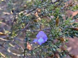 Image of Eremophila pustulata S. Moore