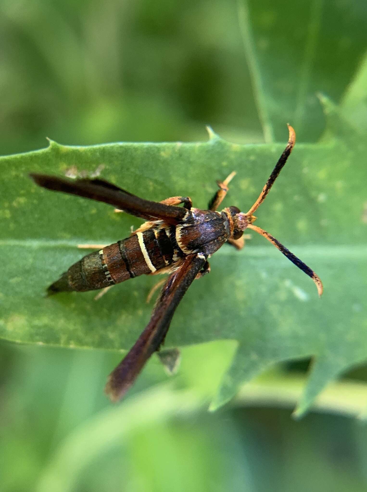 Слика од Vitacea scepsiformis (Edwards 1881)