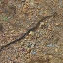 Image of Gaige's Pine Forest Snake