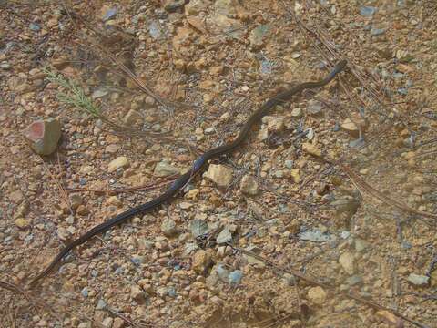 Image of Gaige's Pine Forest Snake