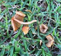 Image of Conocybe tenera (Schaeff.) Fayod 1889