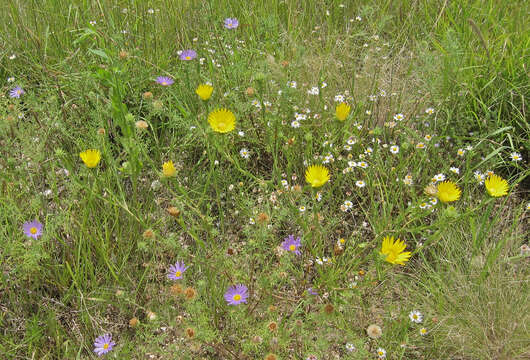 Machaeranthera tanacetifolia (Kunth) Nees resmi