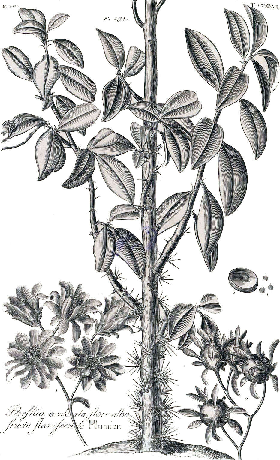 Image of Barbados shrub