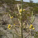 Image de Cylindropuntia kleiniae (DC.) F. M. Knuth