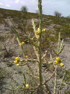 Image de Cylindropuntia kleiniae (DC.) F. M. Knuth