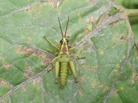 Image of Ommatolampis quadrimaculata Carbonell & Descamps 1978