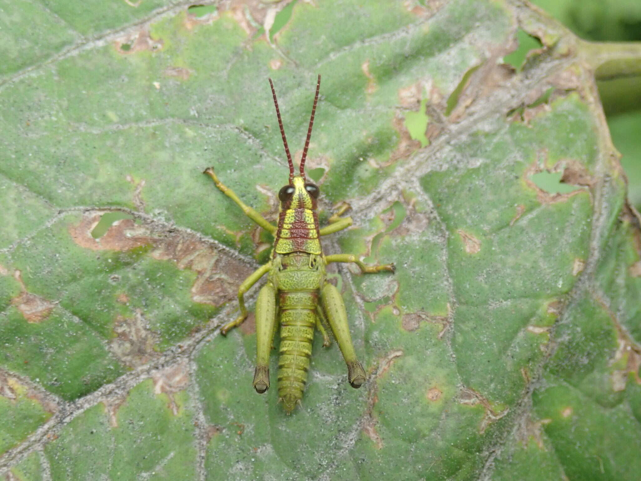 Image of Ommatolampis quadrimaculata Carbonell & Descamps 1978