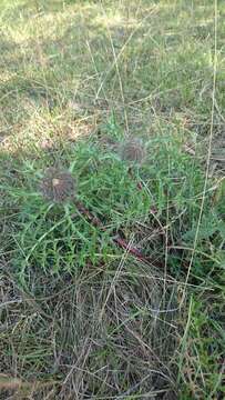 Слика од Carlina acaulis subsp. caulescens (Lam.) Schübl. & G. Martens