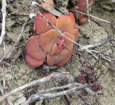 Image of Crassula orbicularis L.