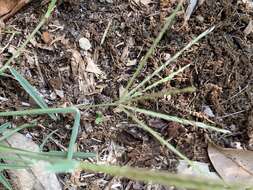 Image of slimspike windmill grass