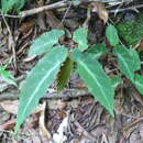 Image of Begonia angularis Raddi